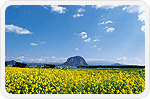 jeju img